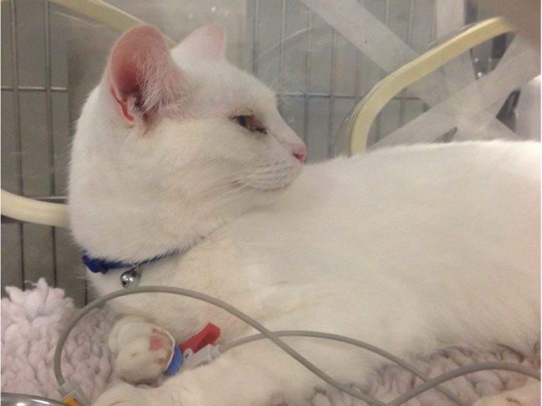 Gato hospitalizado